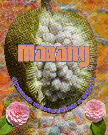 MARANG